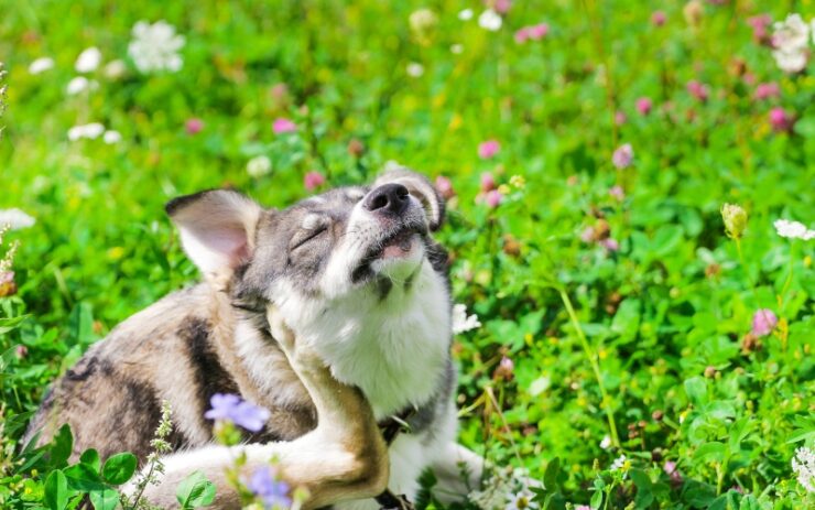 dog in grass