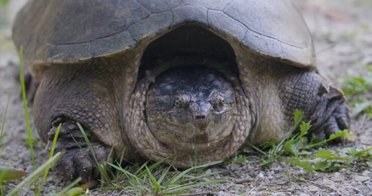 Snapping Turtles