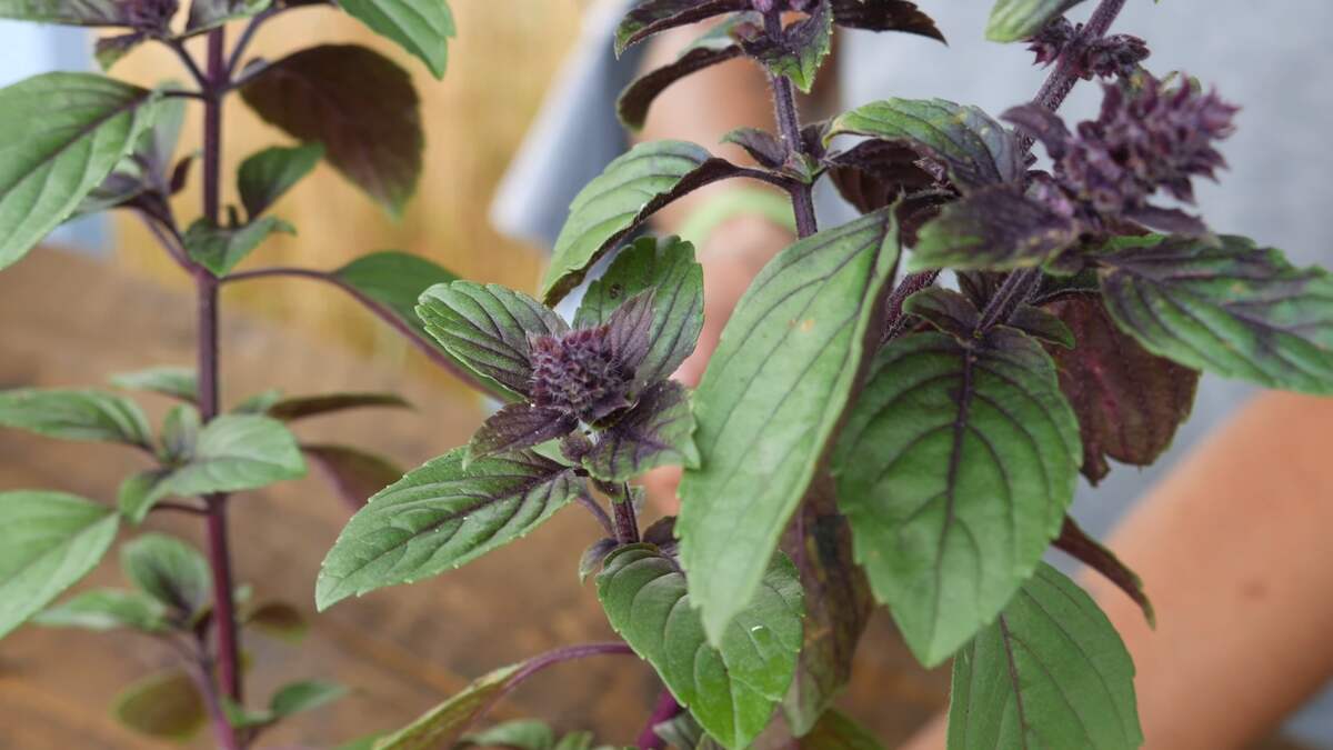 African Blue Basil