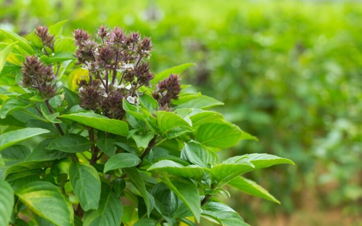 African blue basil