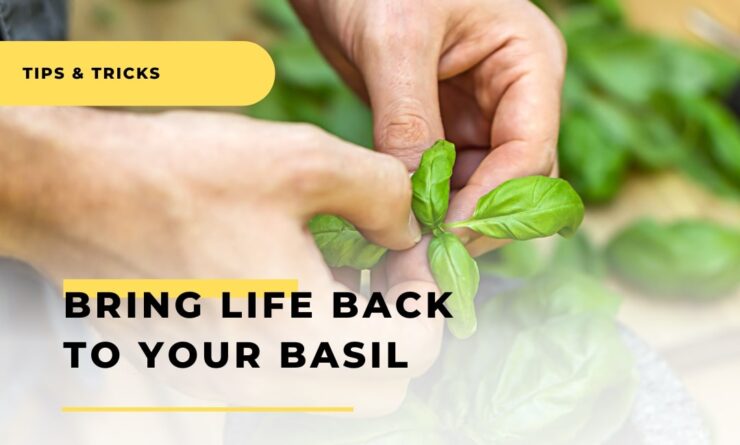 Bring Life Back to Your Basil