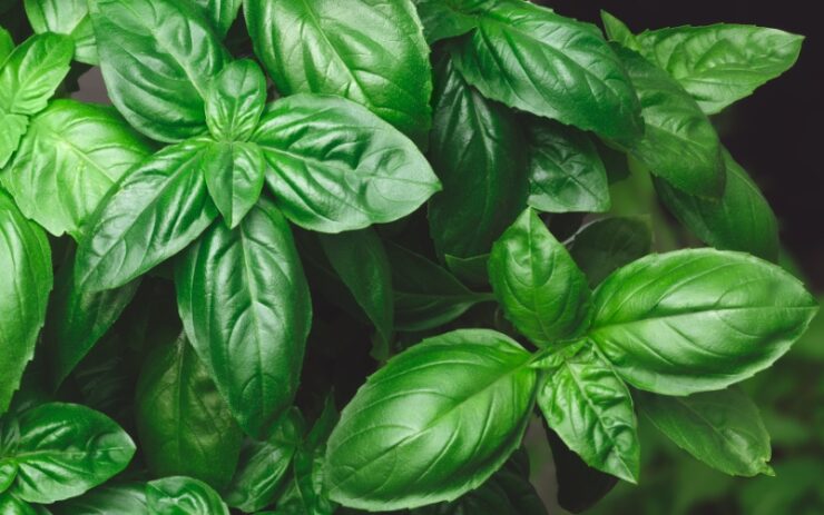 Genovese basil