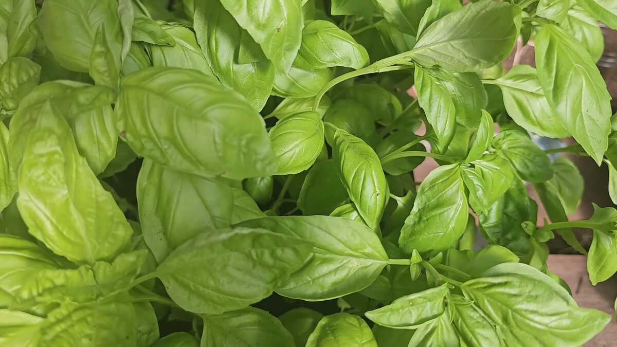 Growing The Basil