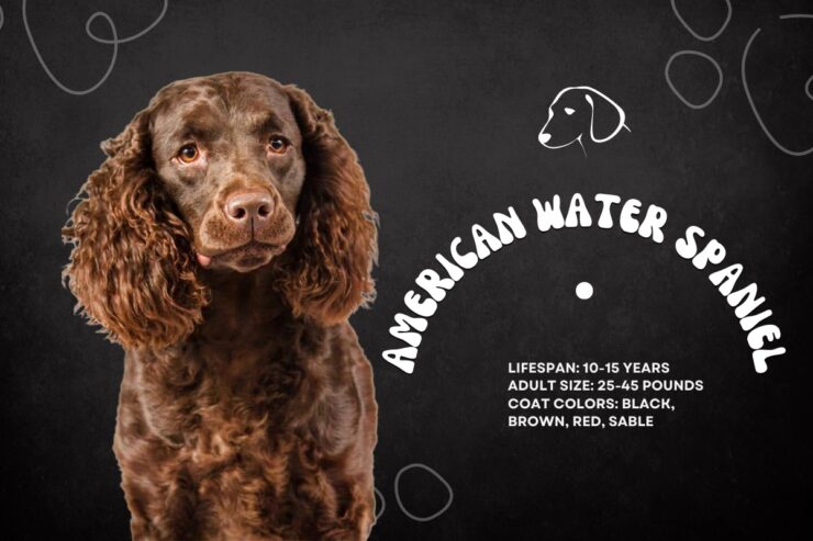 Dog with shop curly ears