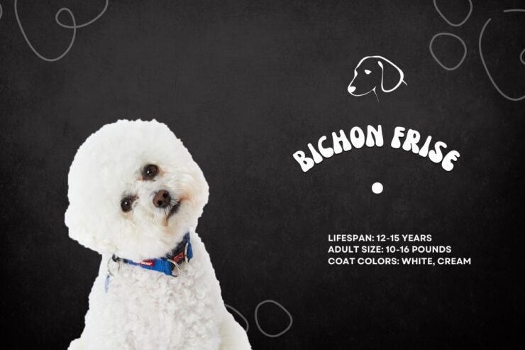 Bichon Frise