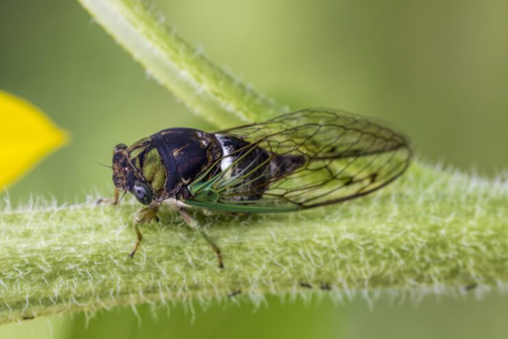 Cicada on a sunflower stalk