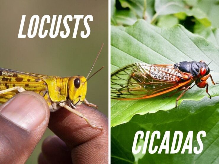 Cicadas vs. locusts