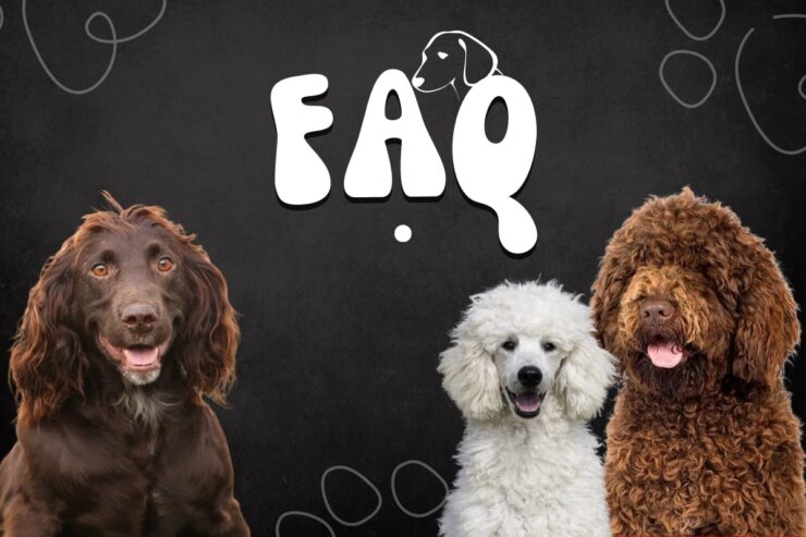 Dog Breeds With Curly Ears faq