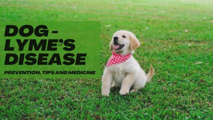 Dog - Lyme’s Disease - Prevention, Tips and medicine