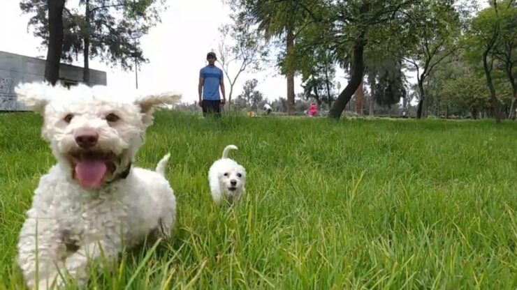 Dog Running on the Grass