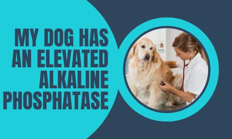 Dog Has an Elevated Alkaline Phosphatase