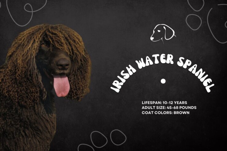 Irish Water Spaniel