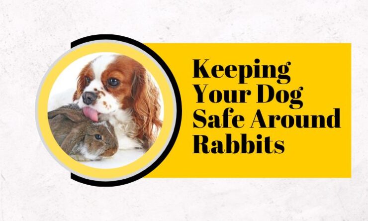 Keeping Your Dog Safe Around Rabbits