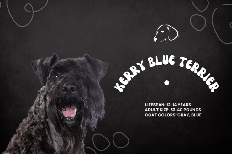 Kerry Blue Terrier