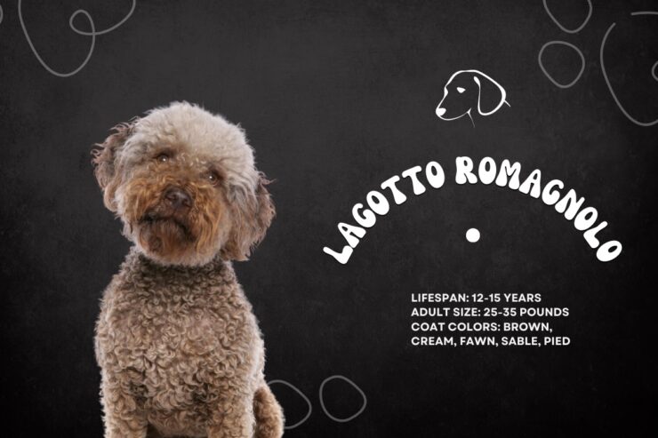 Lagotto Romagnolo