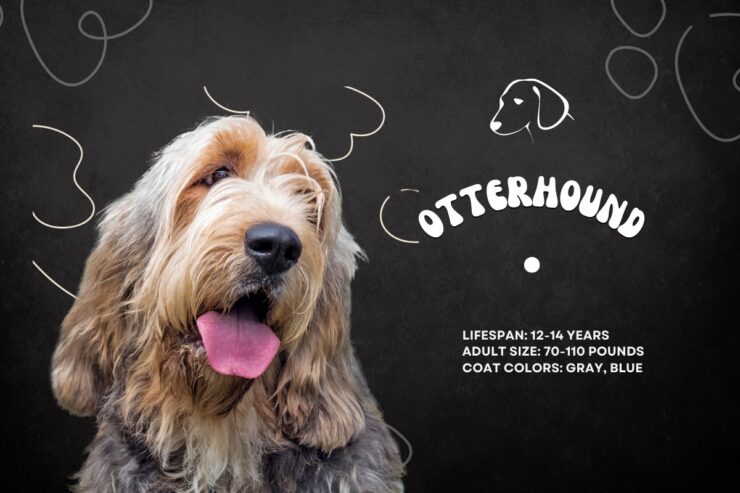 Otterhound