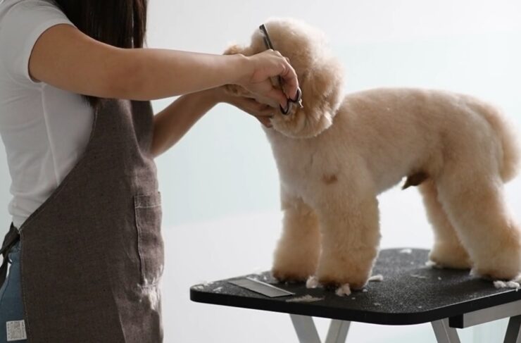 Poodle grooming