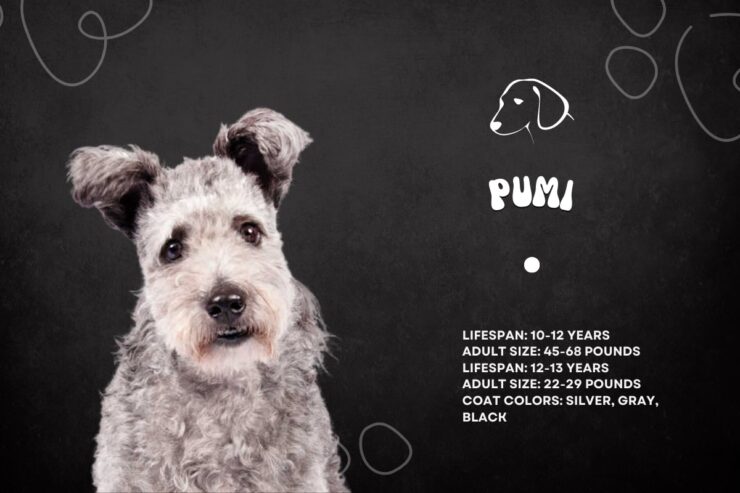 Pumi