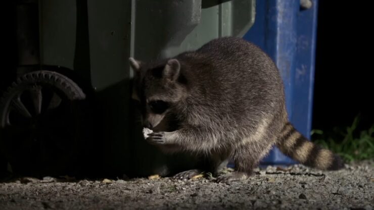 Racoons eating