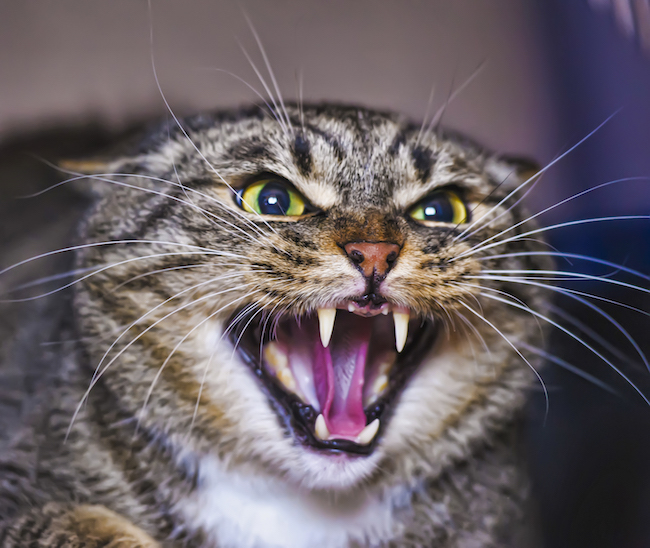 Redirected Aggression - Pet Behavior Problems