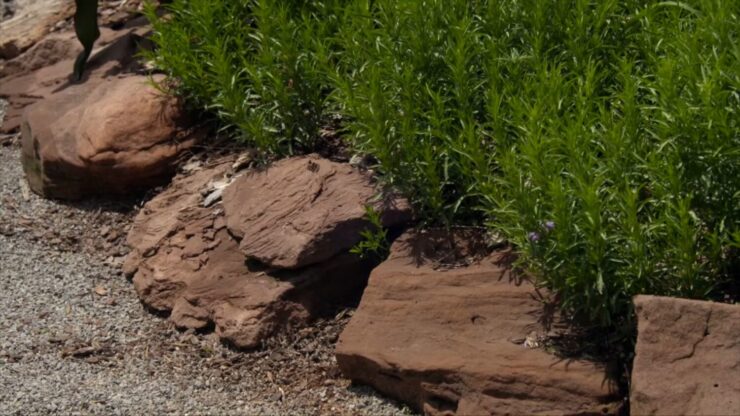 Rock gardening