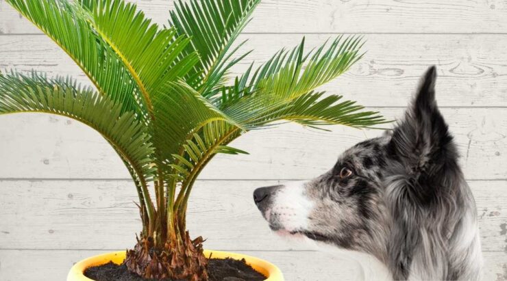 Sago Palm Seed dogs