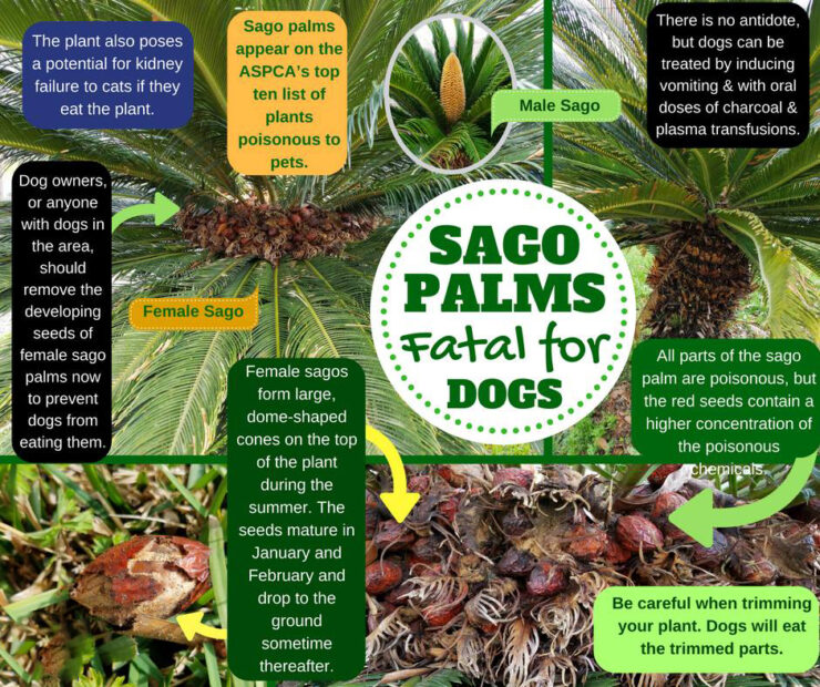 Palm tree seeds hot sale toxic to dogs