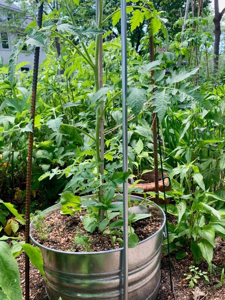 Tomatoes should be buried deeply at planting time.