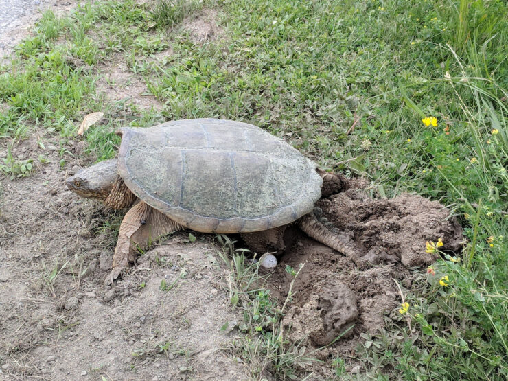 Turtles Laying Eggs