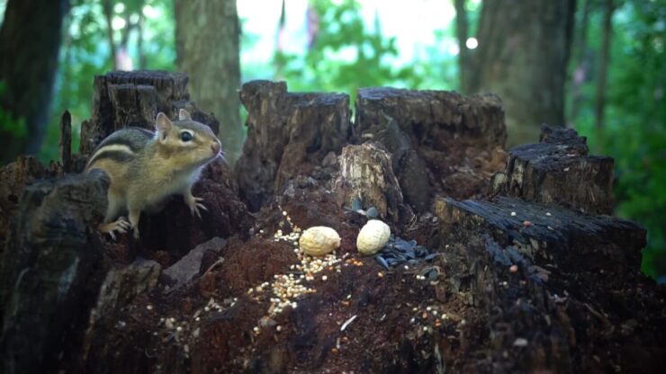 squirrels and chipmunks