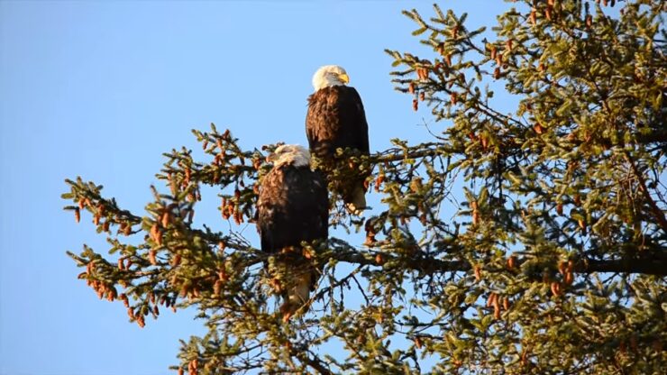 Bald Eagle