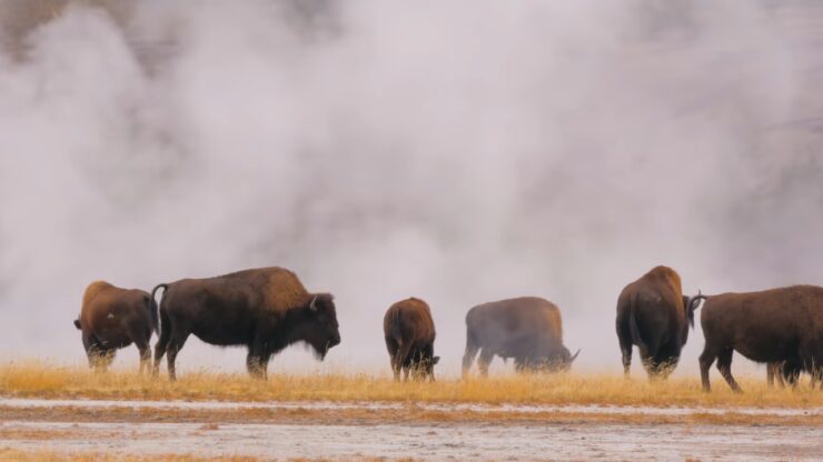 Bisons