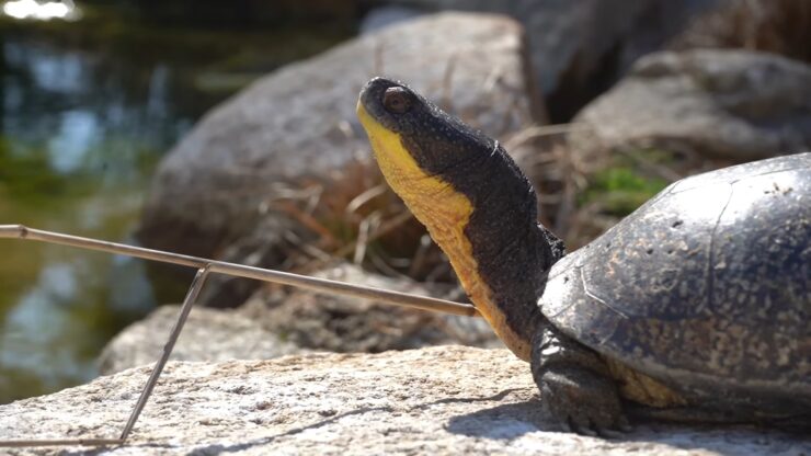 Blanding's Turtle