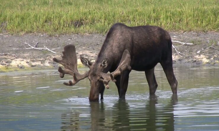 Causes of moose population decline