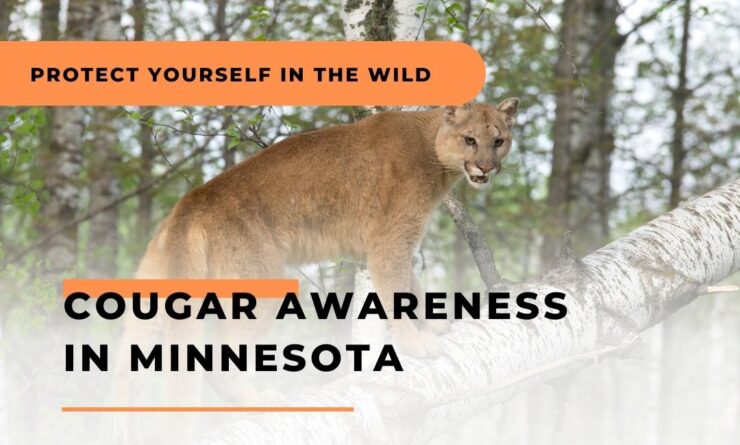 Cougar Awareness in Minnesota