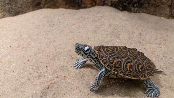 False Map Turtle