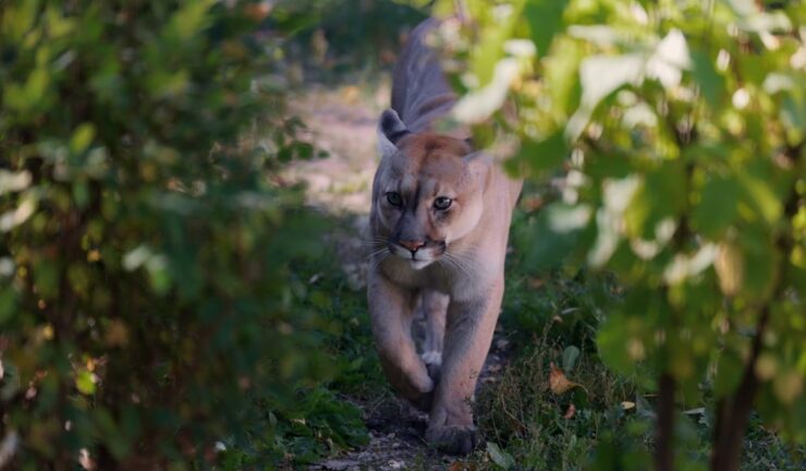 Identify the Cougar