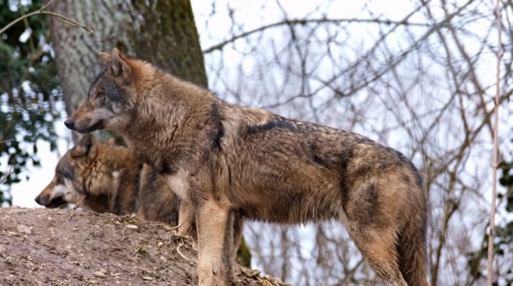 Minnesota Wolves