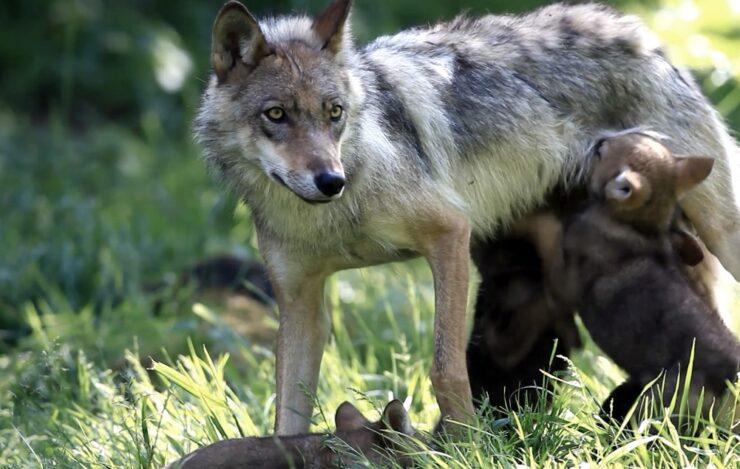 Minnesota's Deadliest Animals Gray Wolves