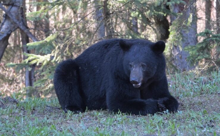 Minnesota's Deadliest Animals black bears