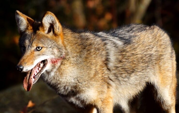 Minnesota's Deadliest Animals coyotes