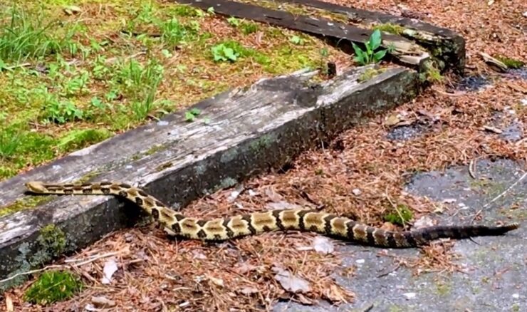Minnesota's Deadliest Animals timber rattlesnake