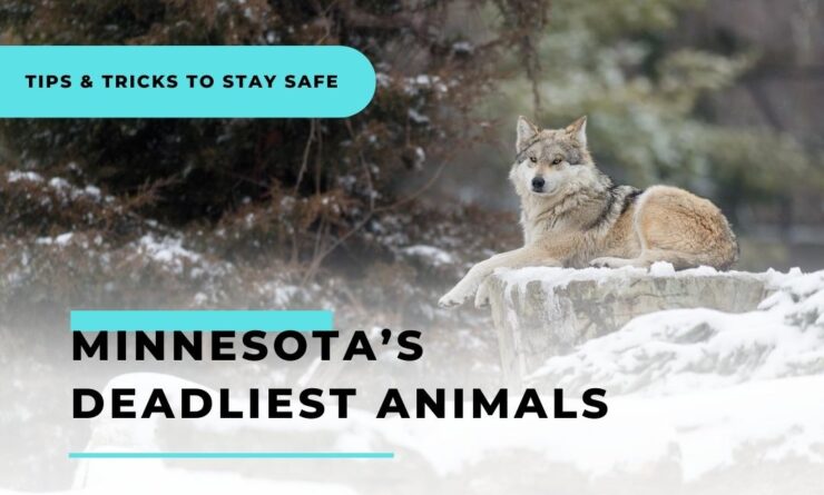 Minnesota’s Deadliest Animals