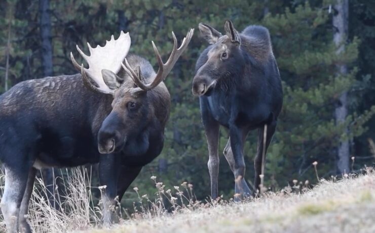 Minnesota's moose population