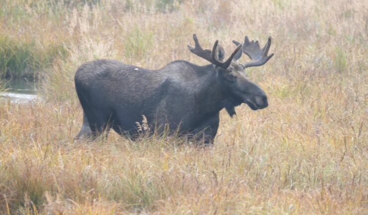 Moose Population Decline