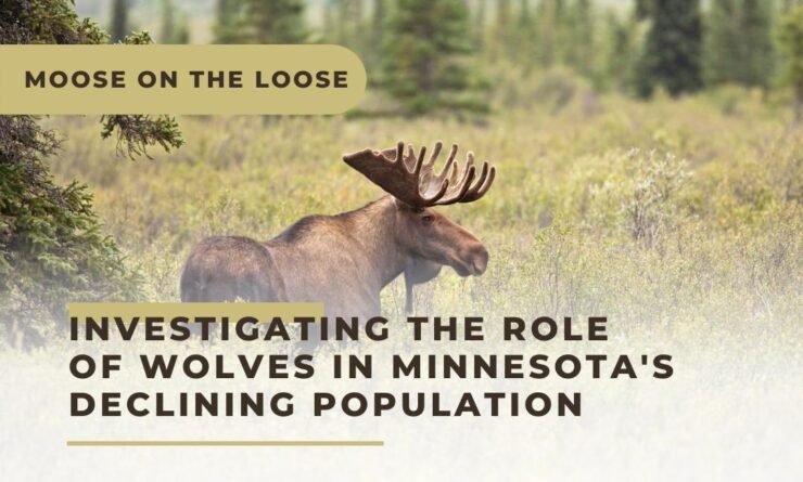 Moose on the Loose Minnesota’s