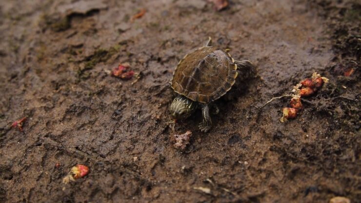 Northern Map Turtle