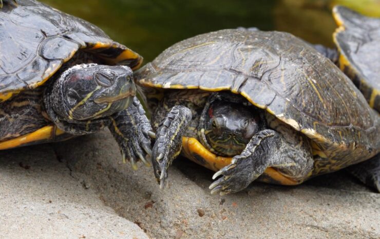 Painted Turtle