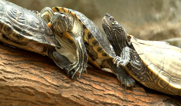 Pond Slider turtle