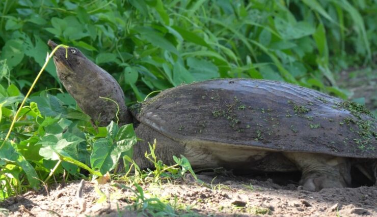 Smooth Softshell